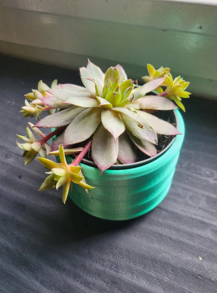 Small plant pot